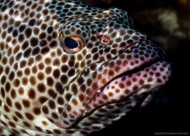 underwater animals photography