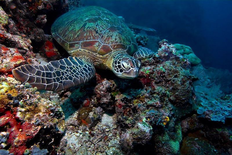 underwater animals photography