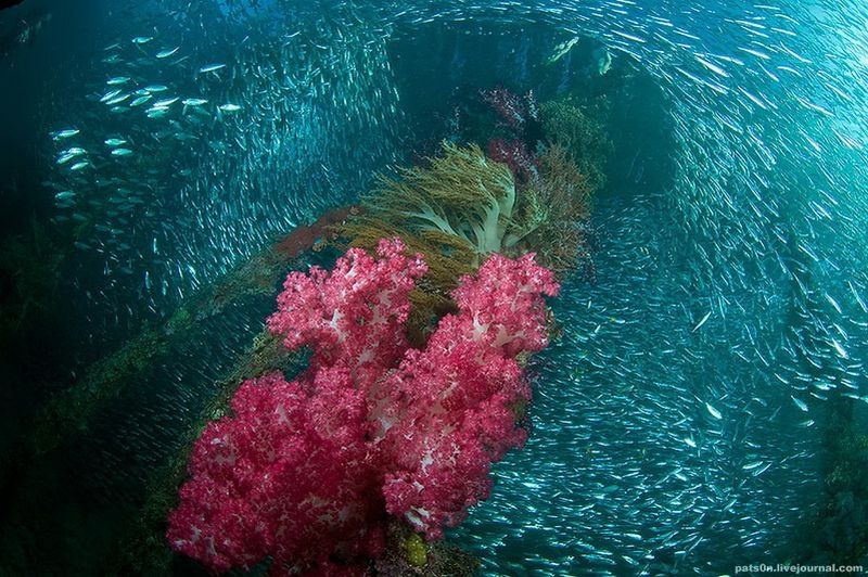 underwater animals photography