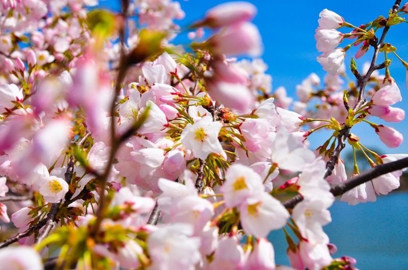 cherry blossom festival