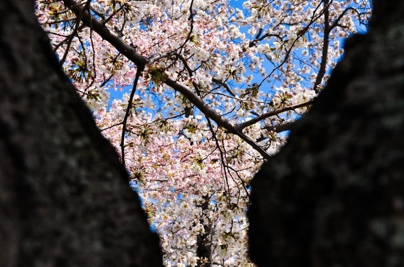 cherry blossom festival