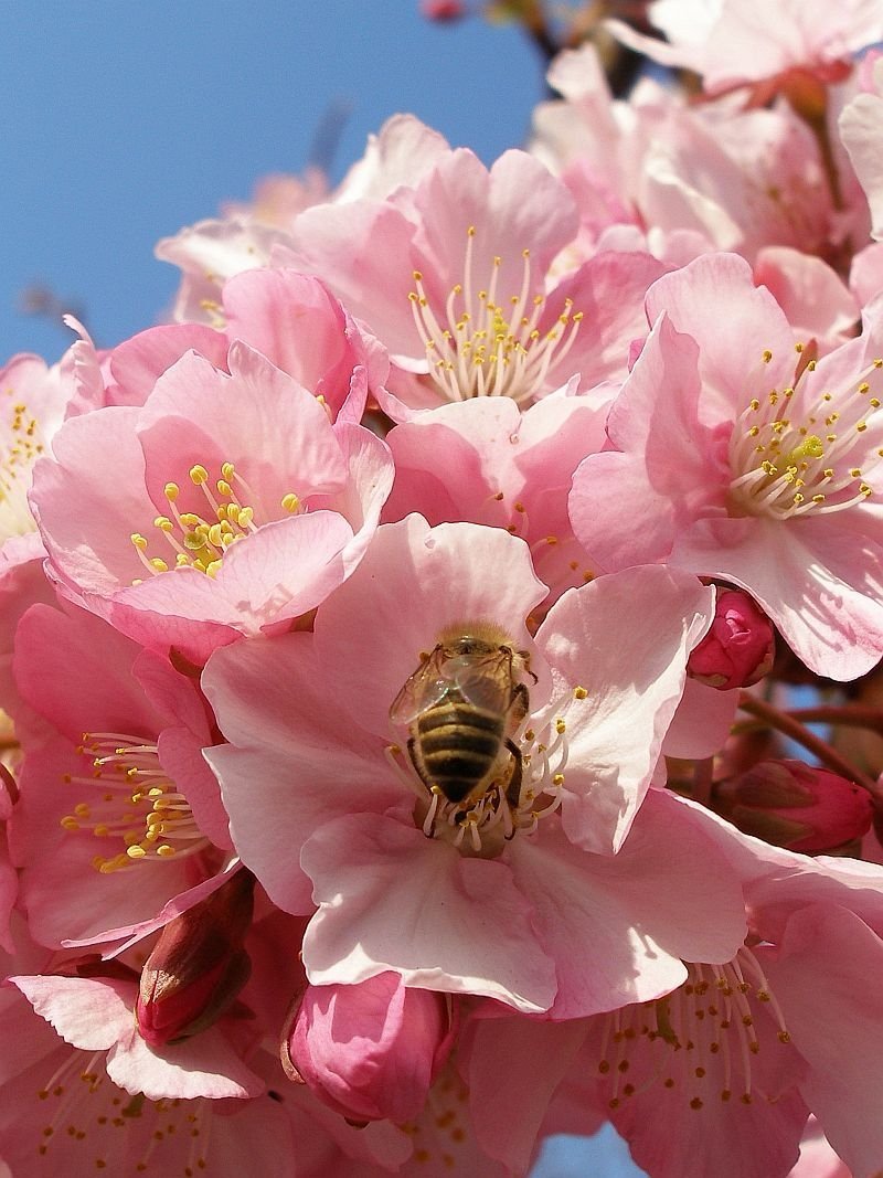 cherry blossom festival