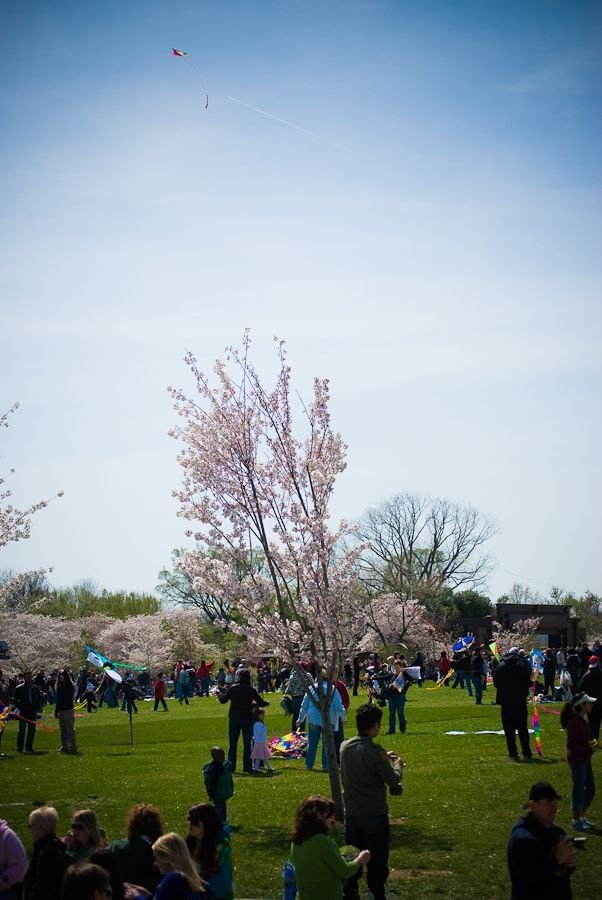 cherry blossom festival