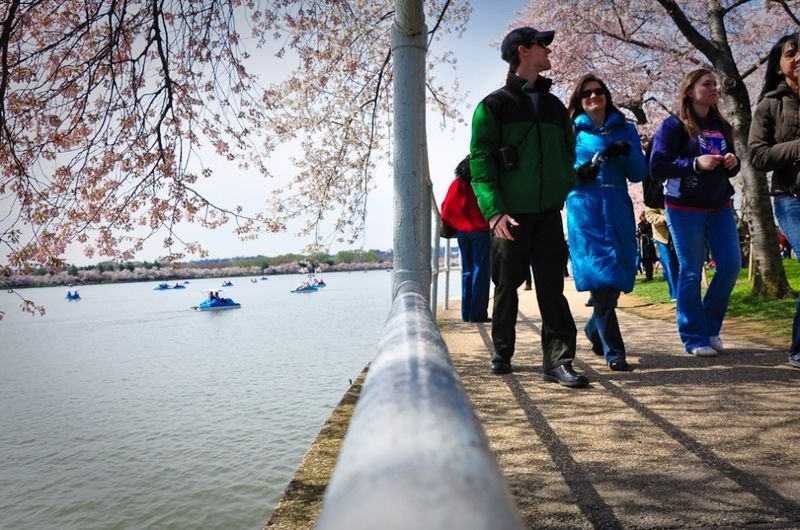 cherry blossom festival