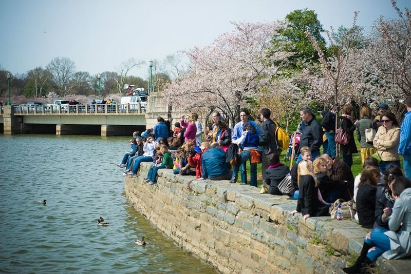 cherry blossom festival