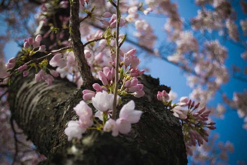 cherry blossom festival