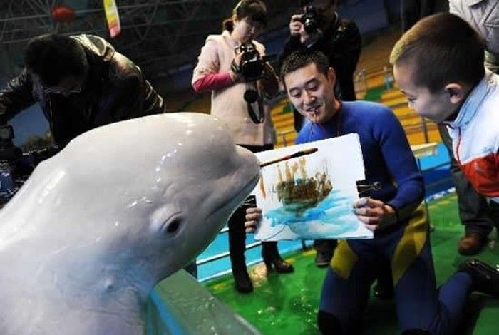 white dolphin painter