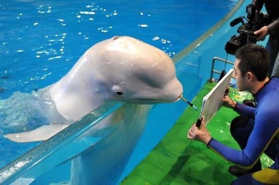 white dolphin painter