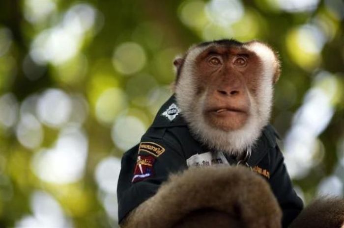 Monkey police, Thailand