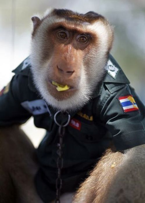 Monkey police, Thailand
