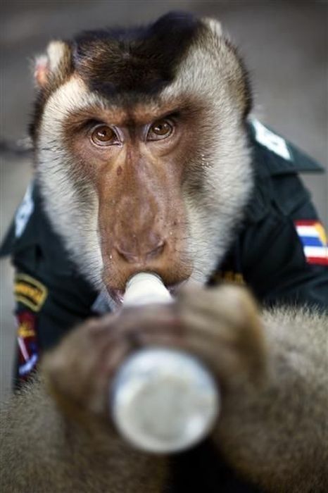 Monkey police, Thailand