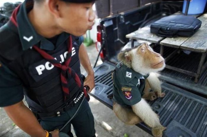 Monkey police, Thailand