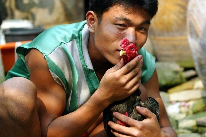 Cockfights