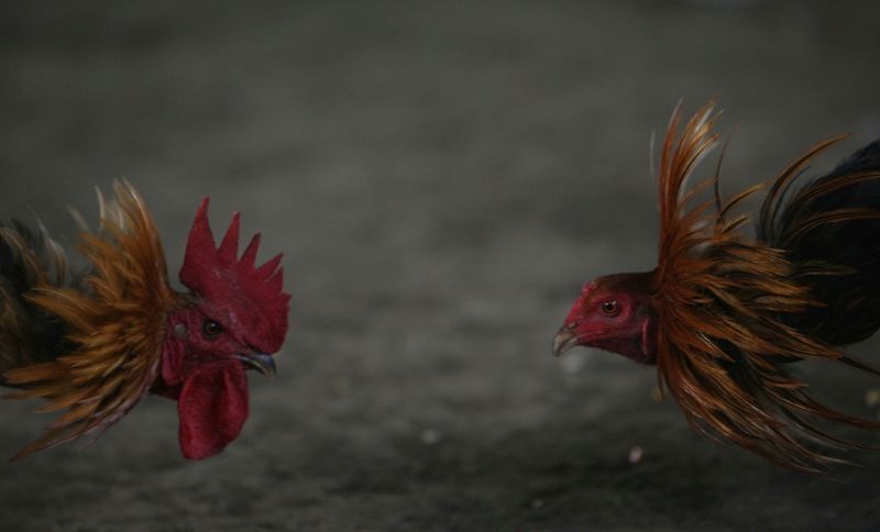 Cockfights