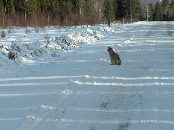 hungry lynx