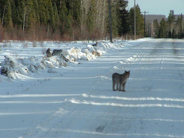 hungry lynx