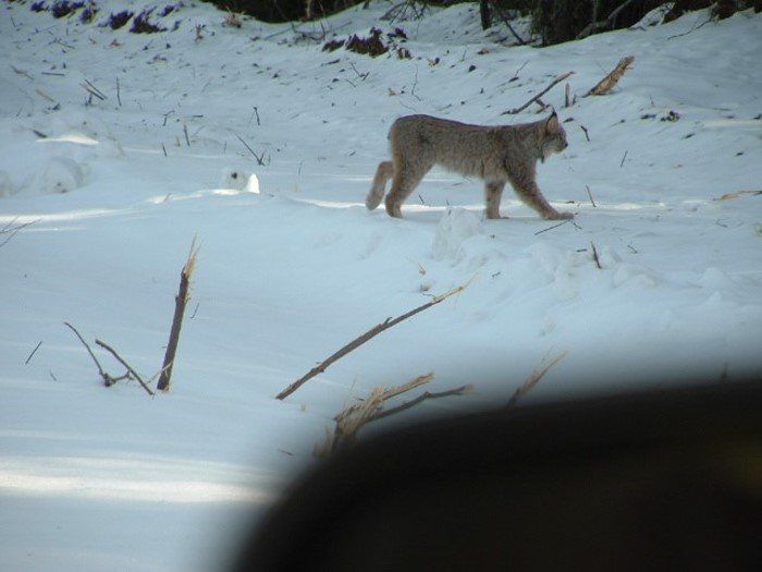 hungry lynx