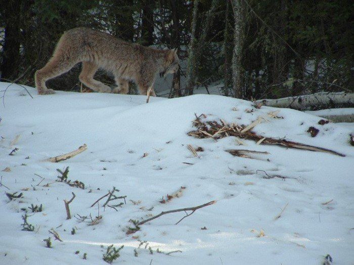 hungry lynx