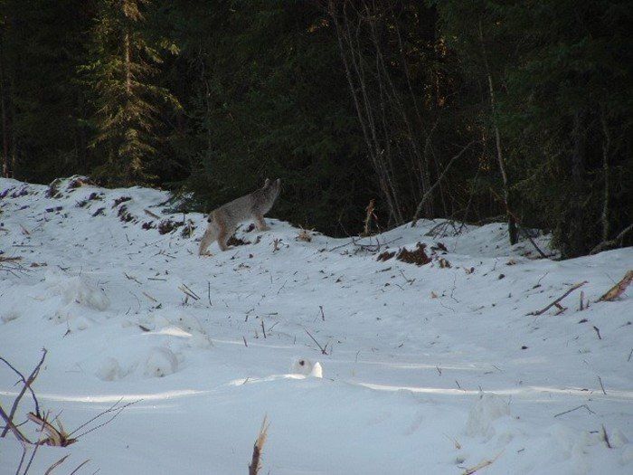 hungry lynx