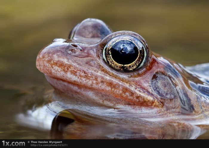 animal photography