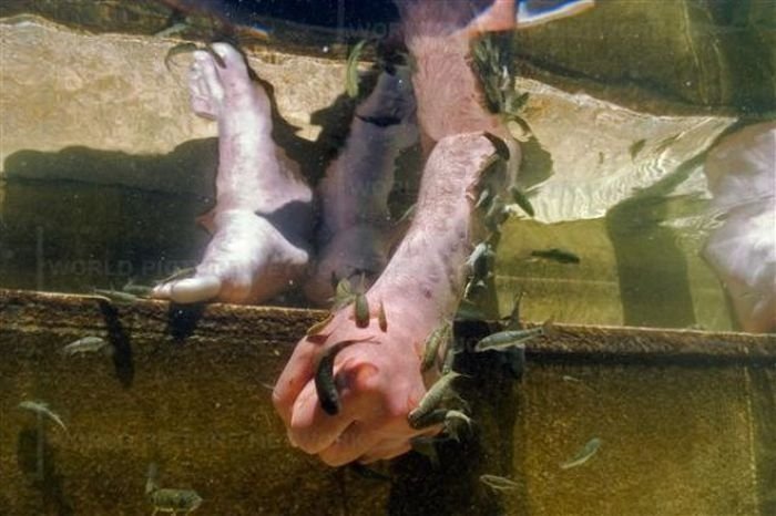 Spa treatment, Doctor fish, Garra rufa