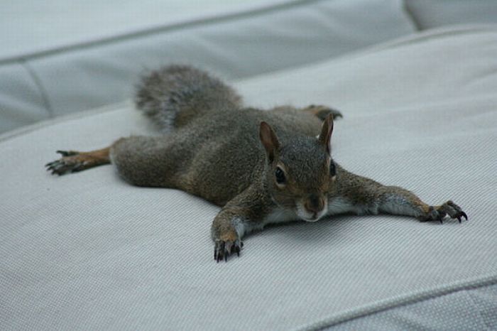 lazy squirrel