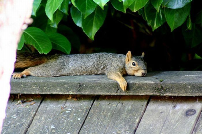 lazy squirrel