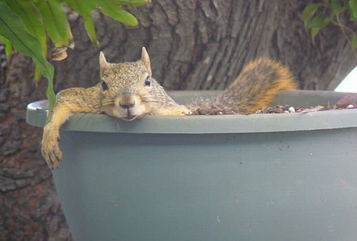 lazy squirrel