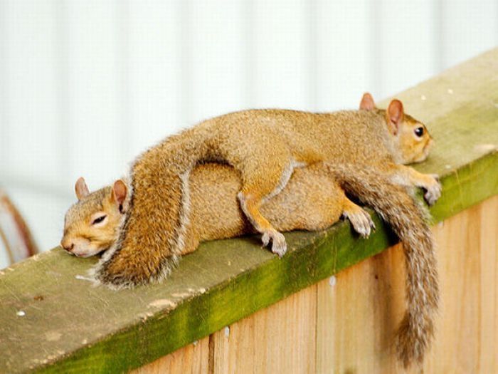 lazy squirrel