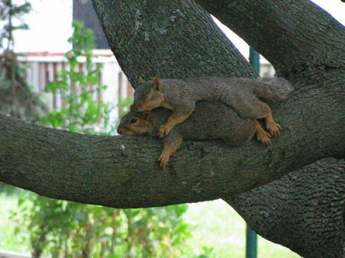 lazy squirrel