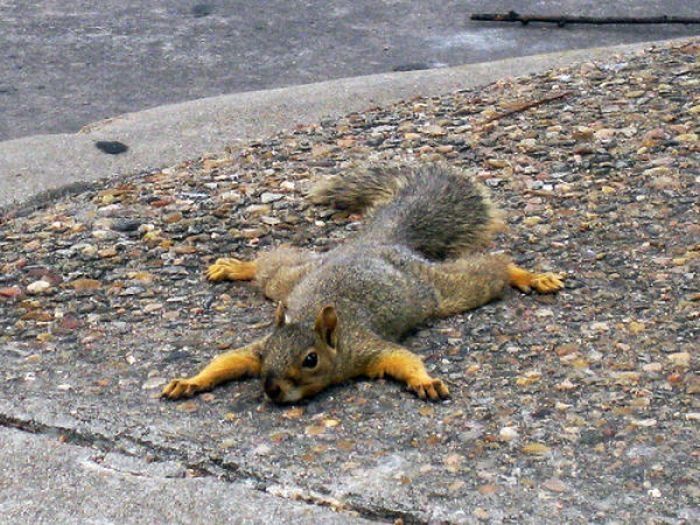 lazy squirrel