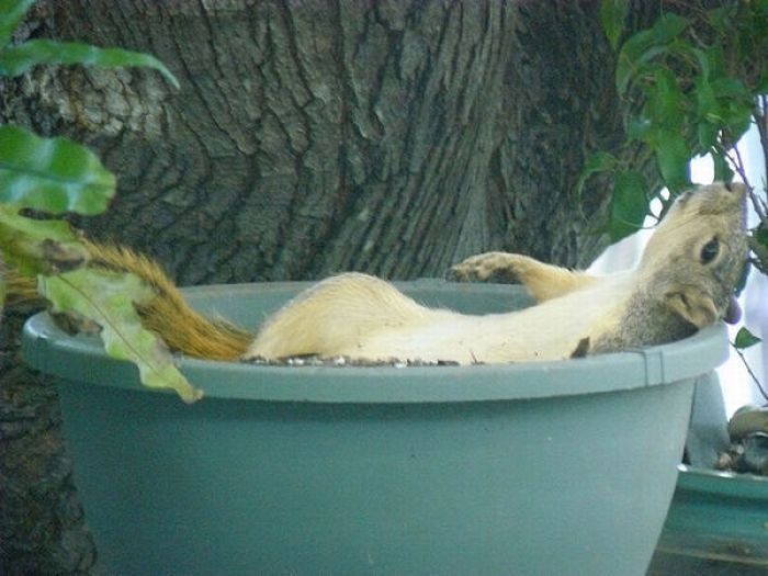 lazy squirrel