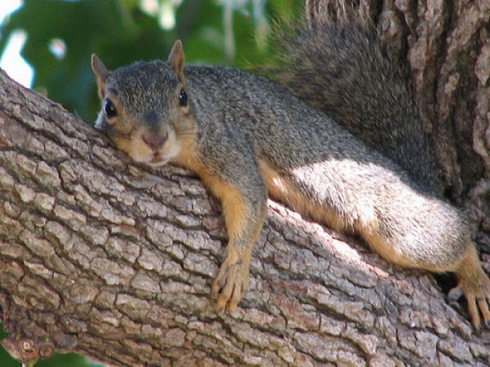 lazy squirrel