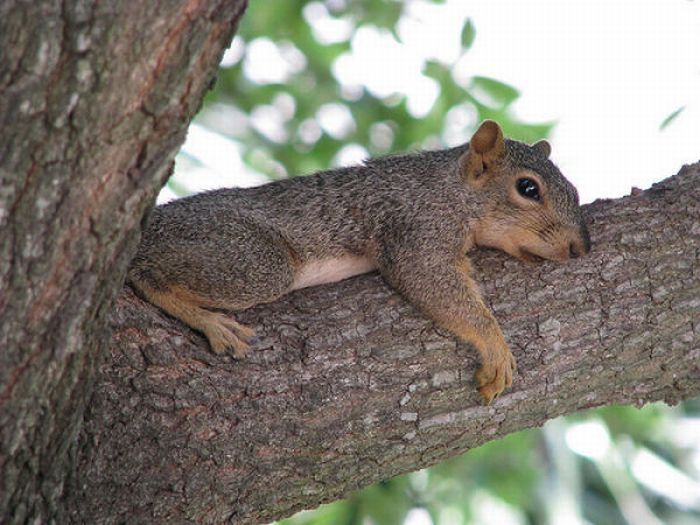 lazy squirrel