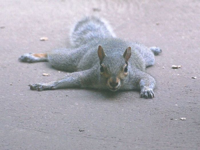 lazy squirrel