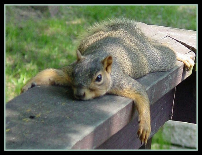 lazy squirrel