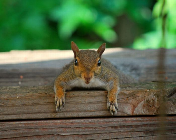 lazy squirrel