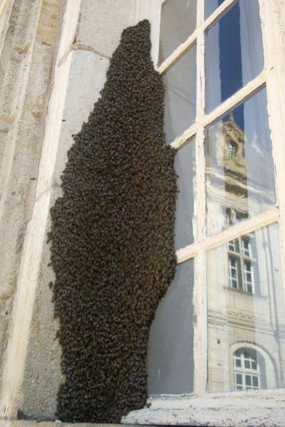 hordes of insects