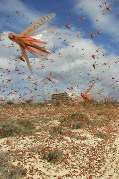 hordes of insects