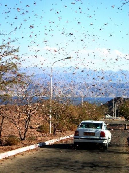 hordes of insects