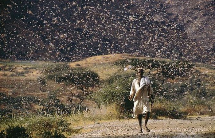 hordes of insects