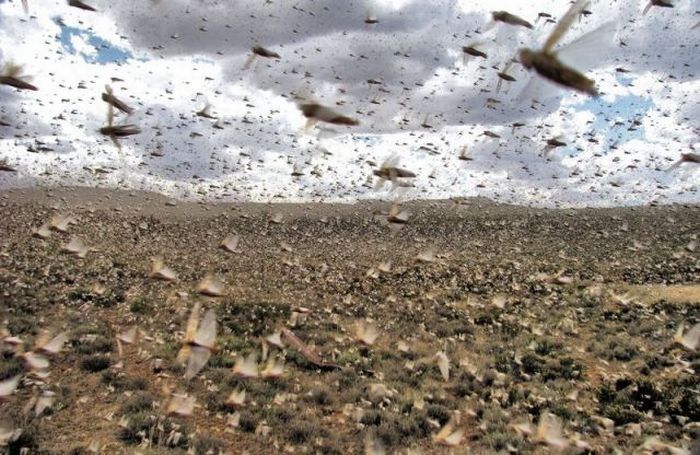 hordes of insects