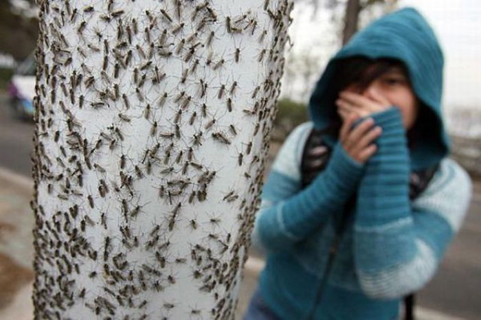 hordes of insects