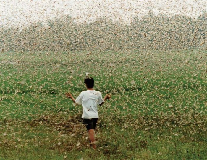 hordes of insects