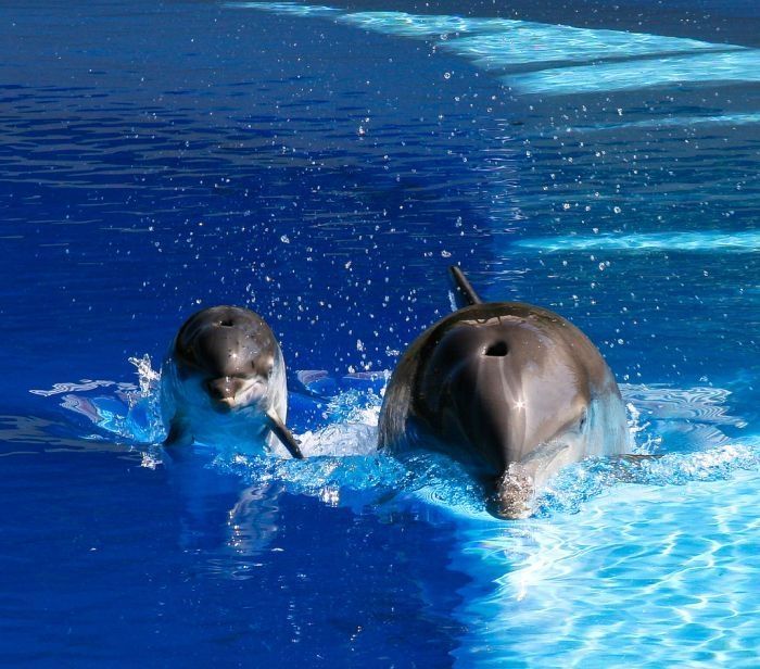 swimming with dolphins