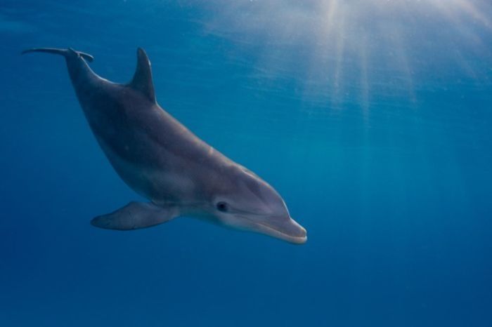 swimming with dolphins