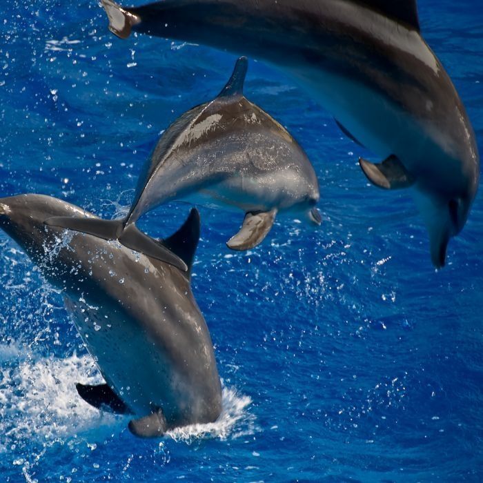 swimming with dolphins