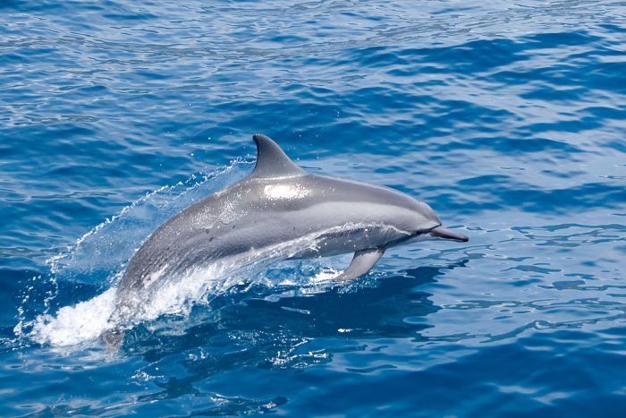 swimming with dolphins