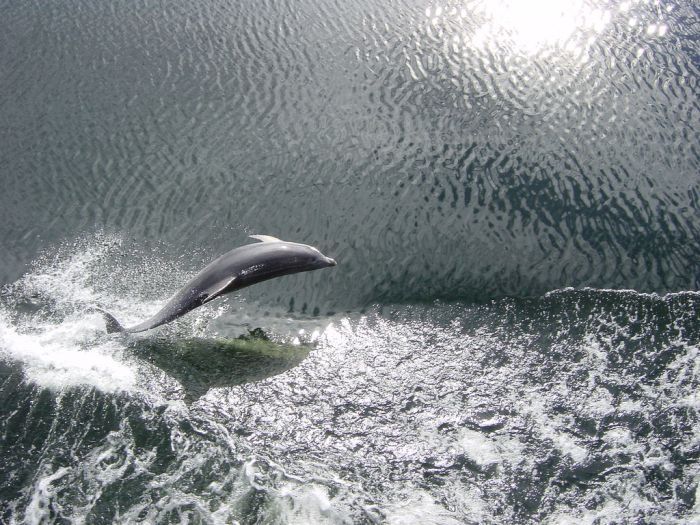 swimming with dolphins