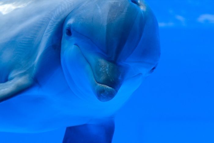 swimming with dolphins